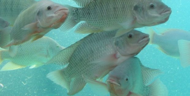 Is Tilapia Farming Profitable? The Pros and Cons of Raising Fish for Consumption